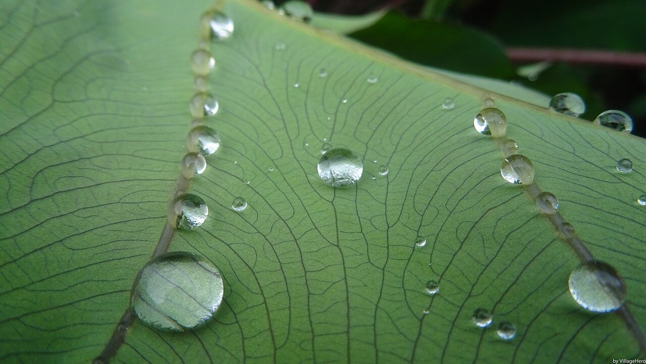 Macro photograph of water droplets, hyaluronic acid's signature element