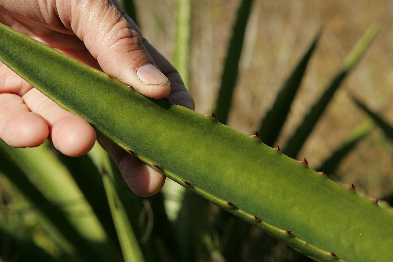 A fresh aloe leaf, the classic soothing skincare botanical